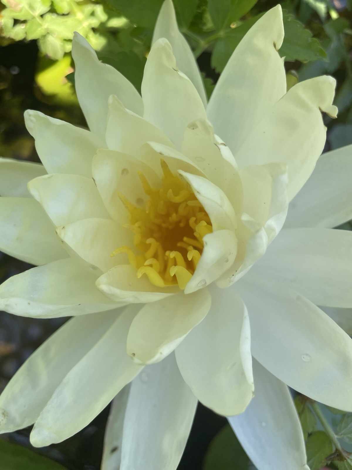 Virginia White Cold Hardy Water Lily / Mature Blooming Size