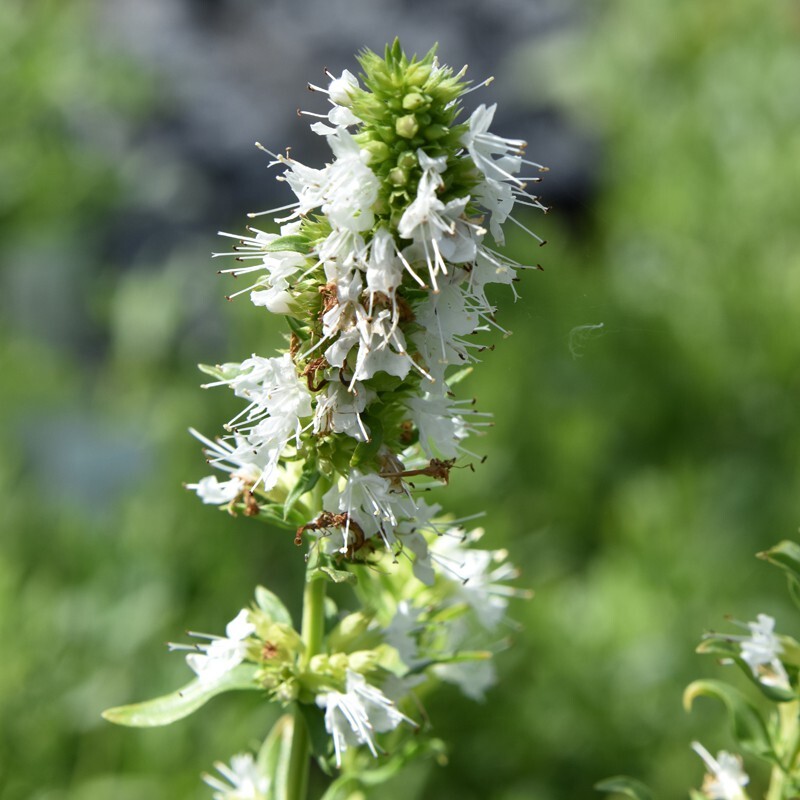 HYSSOPUS OFFICINALIS WHITE 500 SEEDS