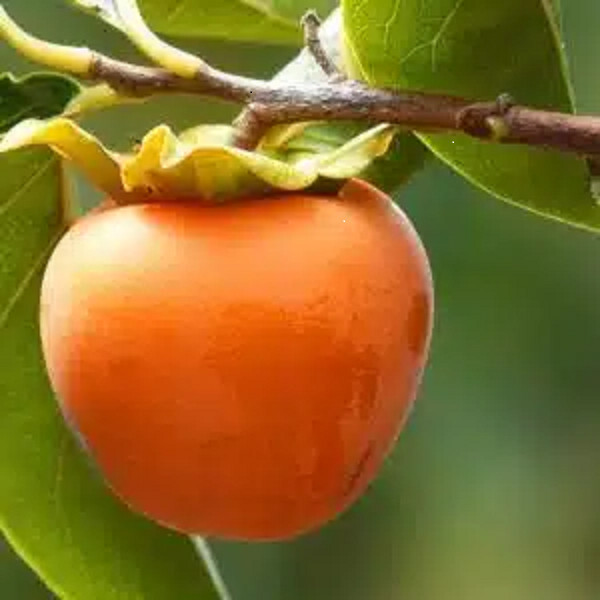 1 live EUREKA PERSIMMON TREE up to 2 ft tall
