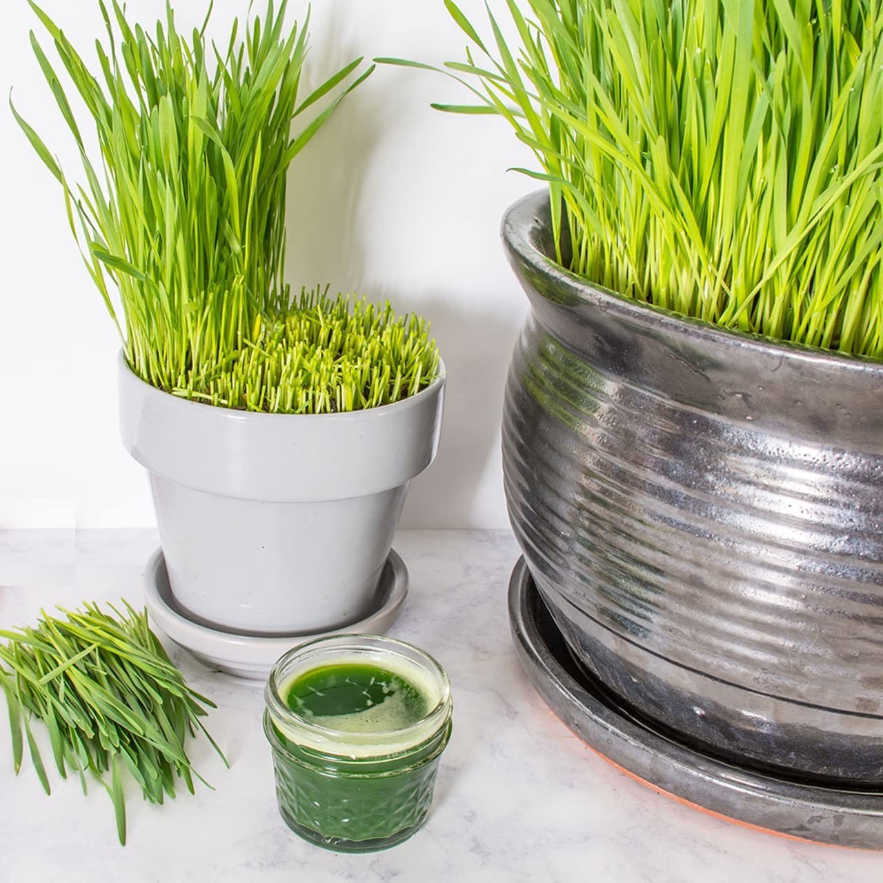 Non-GMO Hard Red Winter Wheatgrass Seeds – Chemical Free, High Germination (5 lb
