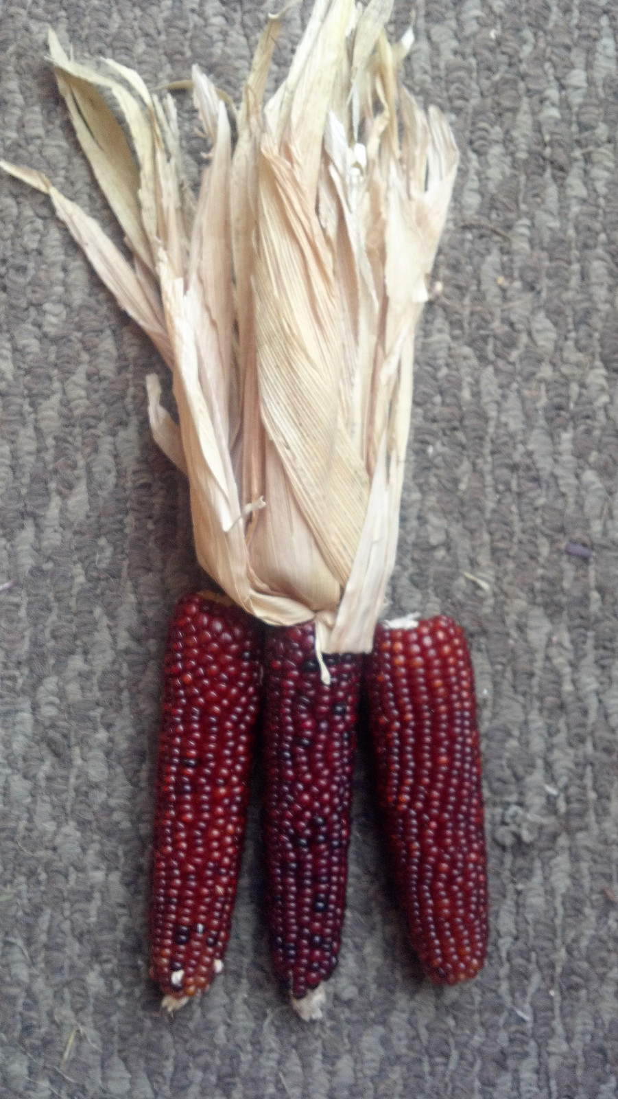 20 MINI ‘BURNT ORANGE’ CORN Miniature Dark Ornamental Zea Mays Vegetable Seeds
