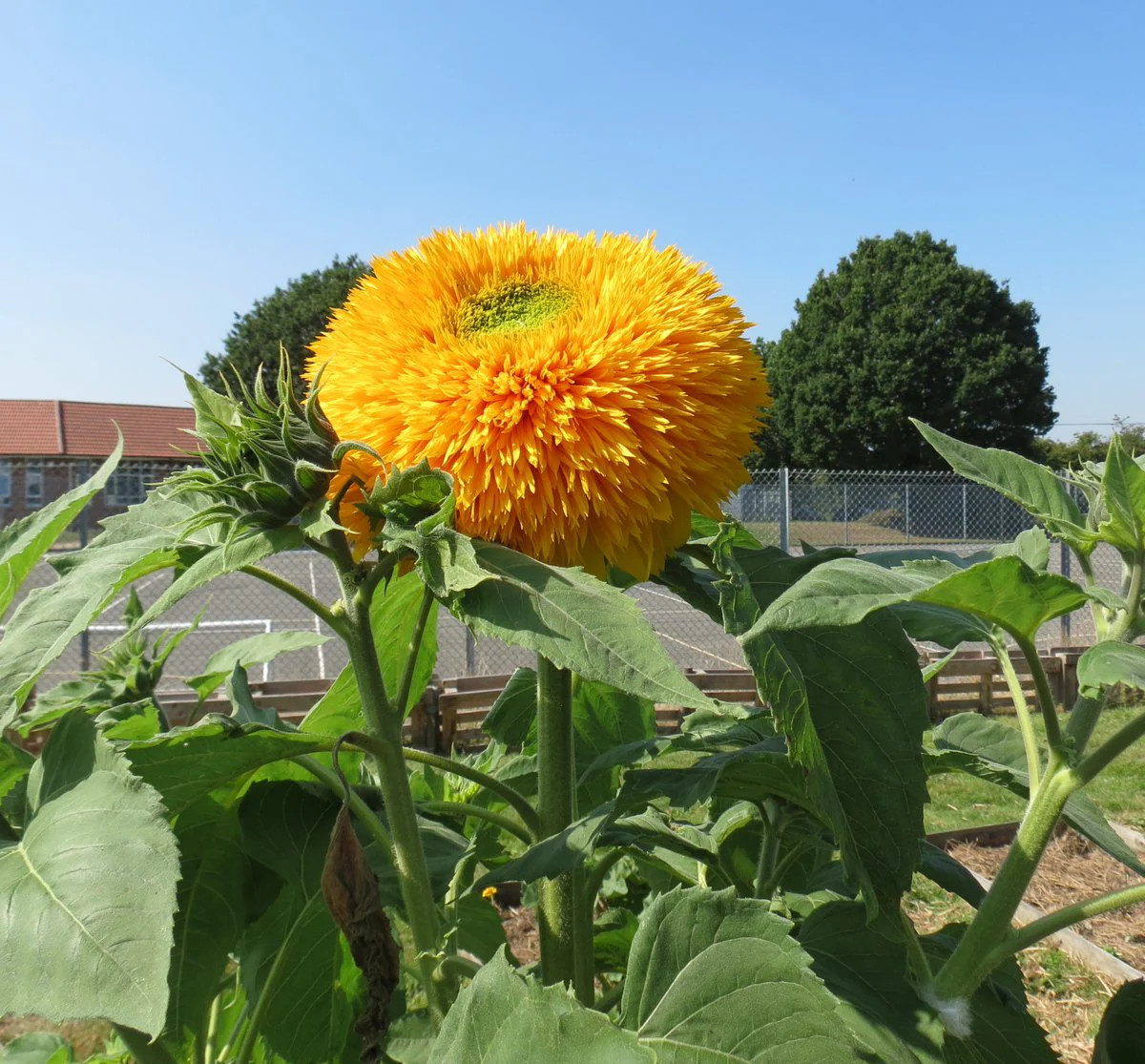 Tall Teddy Bear Sunflower Seeds | Giant Sungold Big Gold Sun Flower Seed 2024