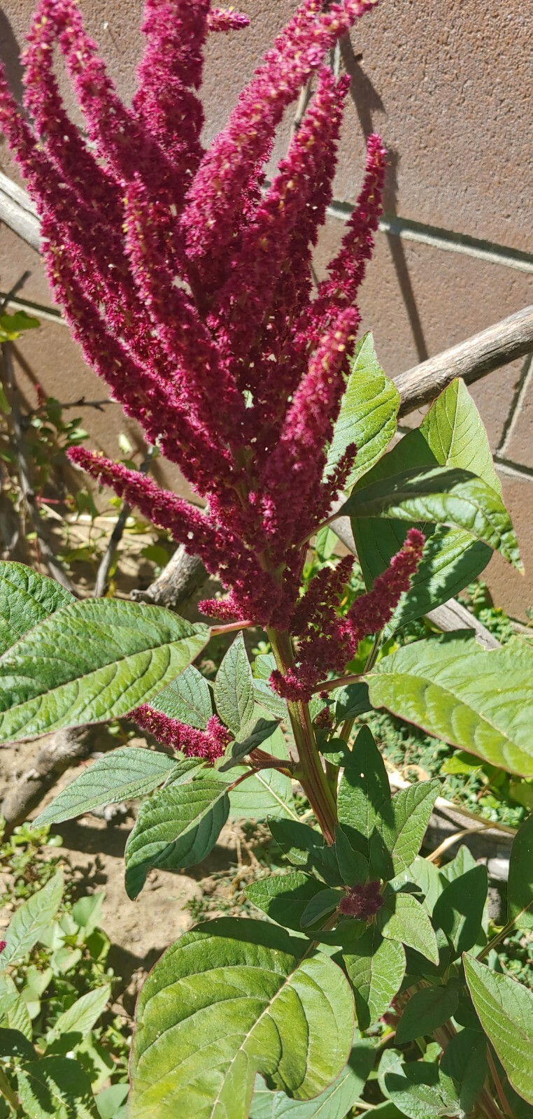 USA 2000+ Amaranth Seeds Red Stripe Leaf