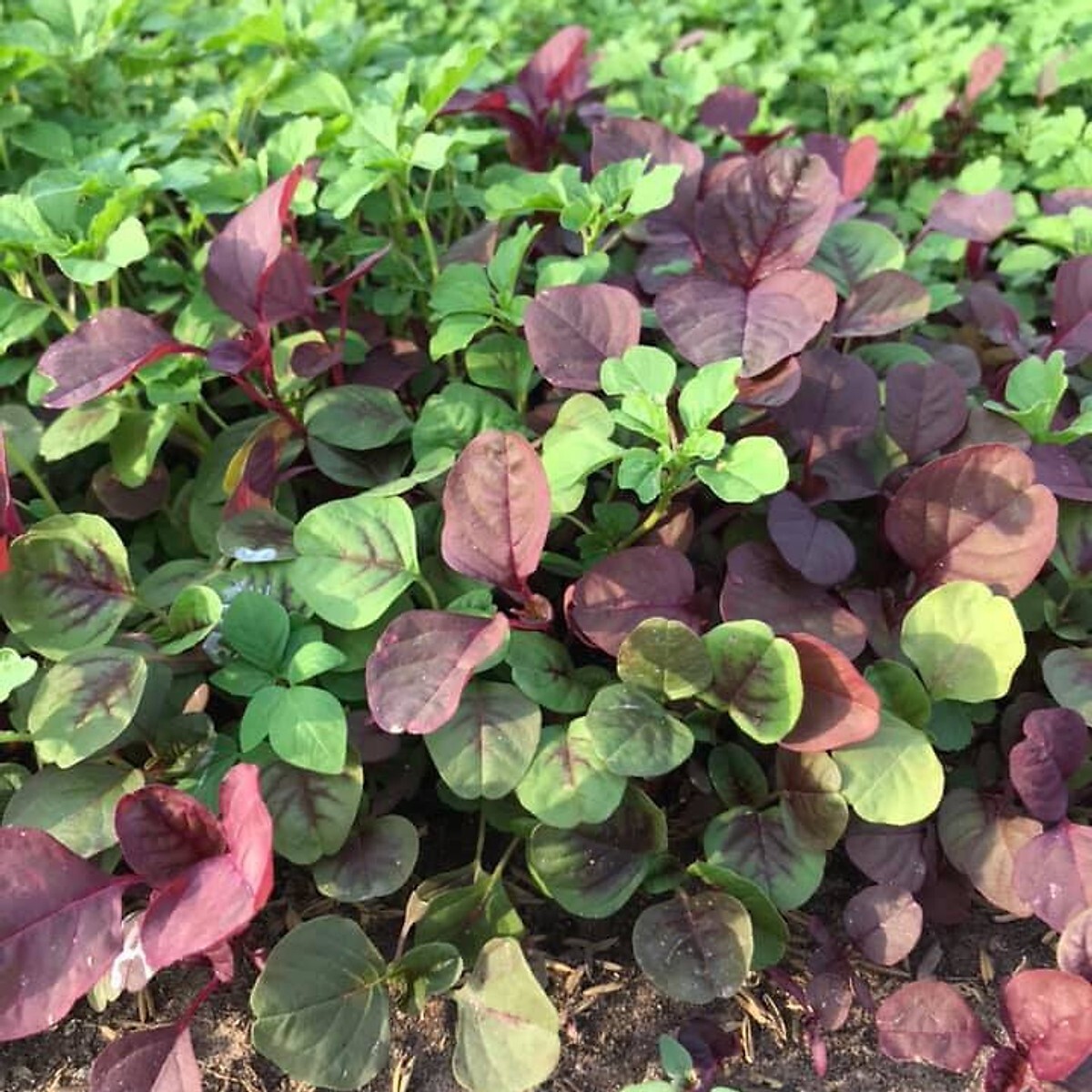 2000+PCS GARNET AMARANTH SEEDS/ RAU DỀN BA MÀU | 90% GERMINATION |