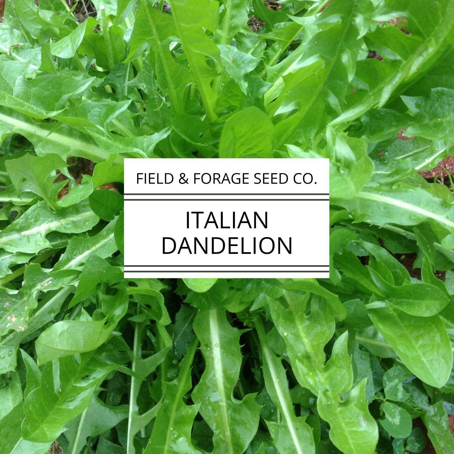 Italian Dandelion | Cichorium intybus | Heirloom Bitter Green | Non-GMO | 100 Se