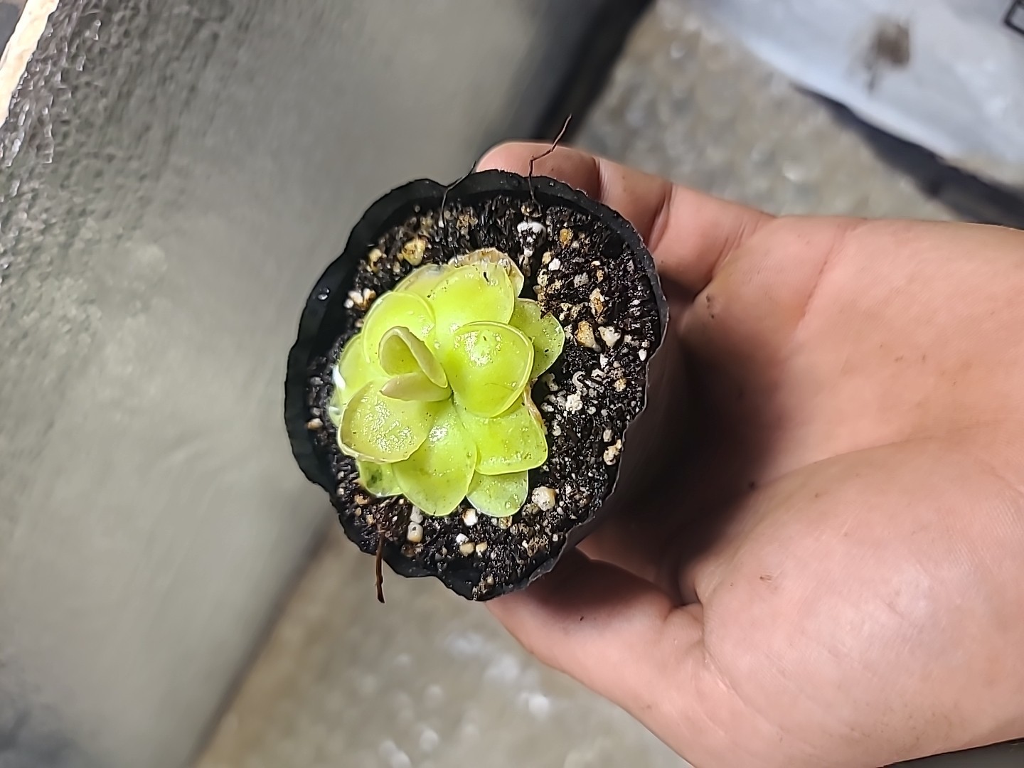 Pinguicula moranensis