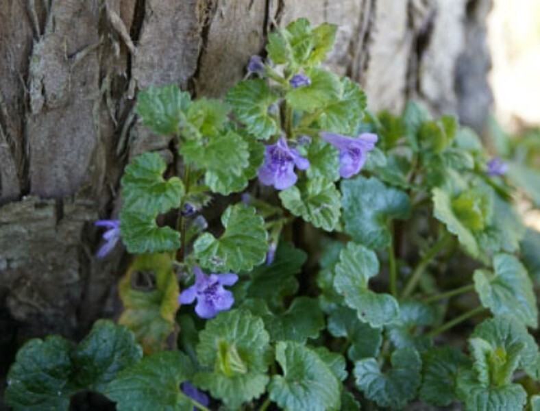 Creeping Charlie Plant Evergreen GROUND IVY Glechoma Hederacea live vine plant