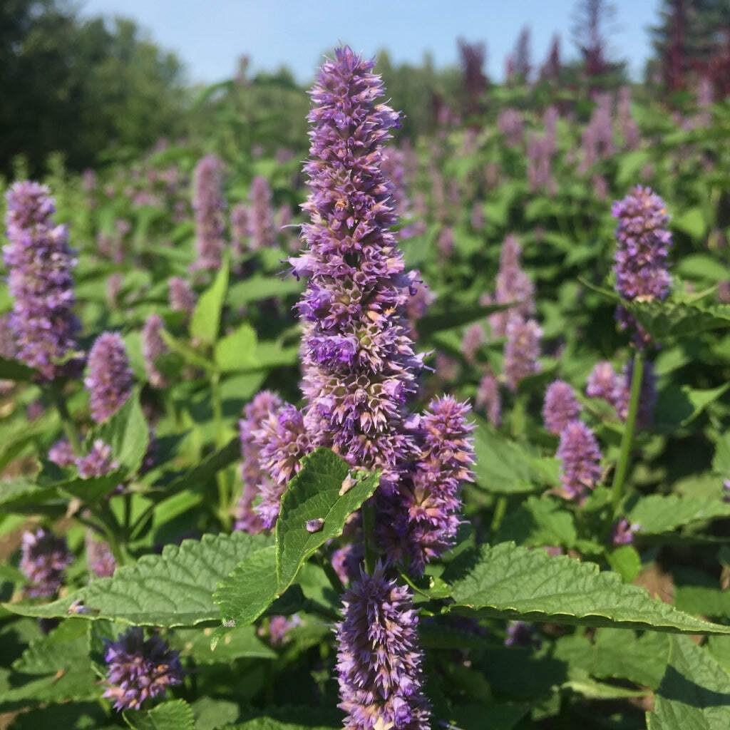 Anise Hyssop Seeds (Agastache foeniculum) ~Traditional Herb Native Pollinator