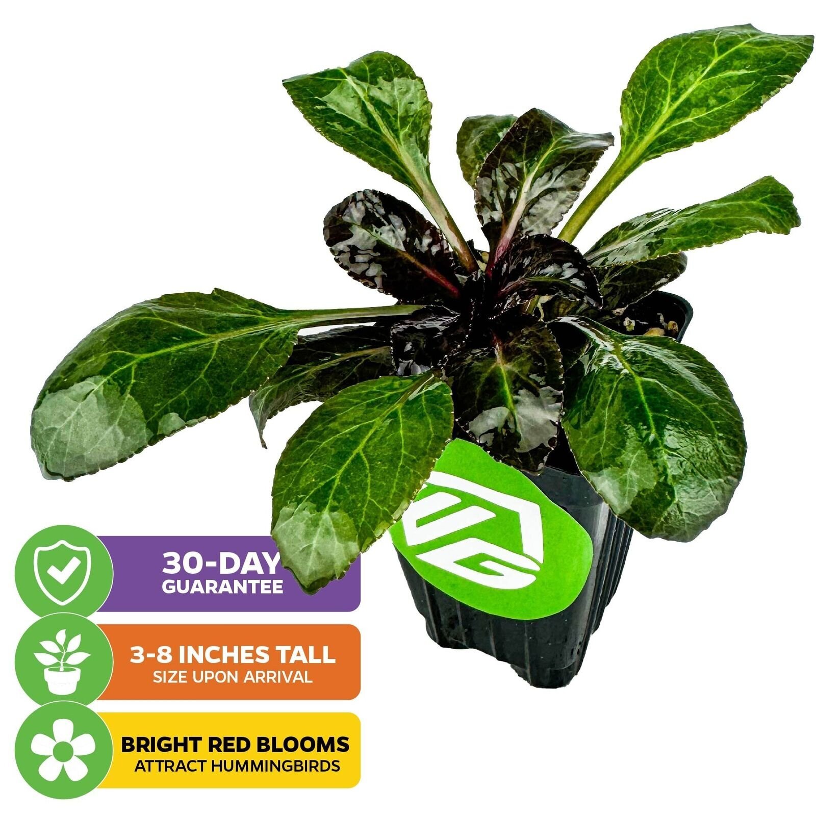 Cardinal Flower – Lobelia cardinalis – Live Plant
