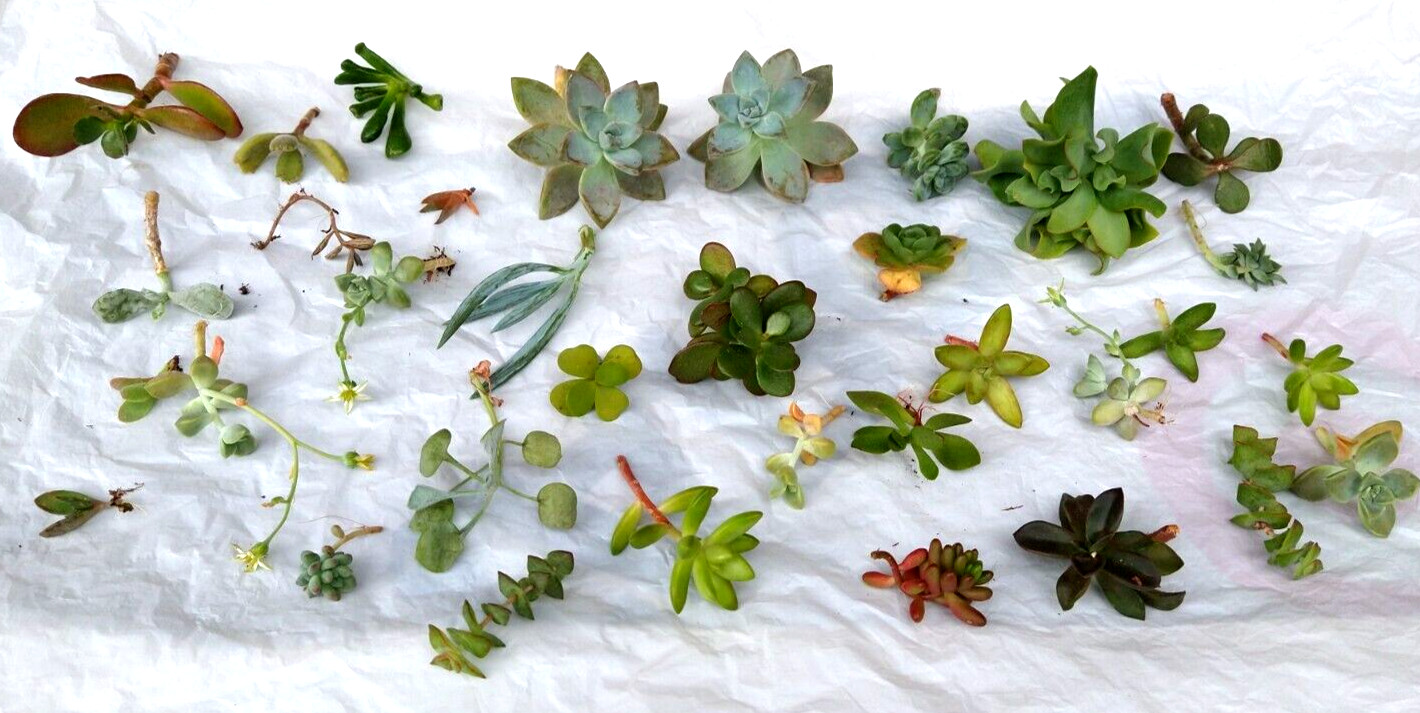 Lot= 15 assorted healthy succulent cuttings * from mature beautiful plants