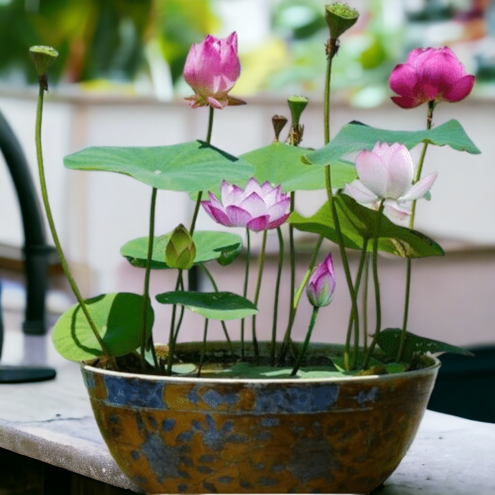 10pcs Germinated Lotus Seeds Ready to Plant – Mixed Color Bonsai Bowl Lotus