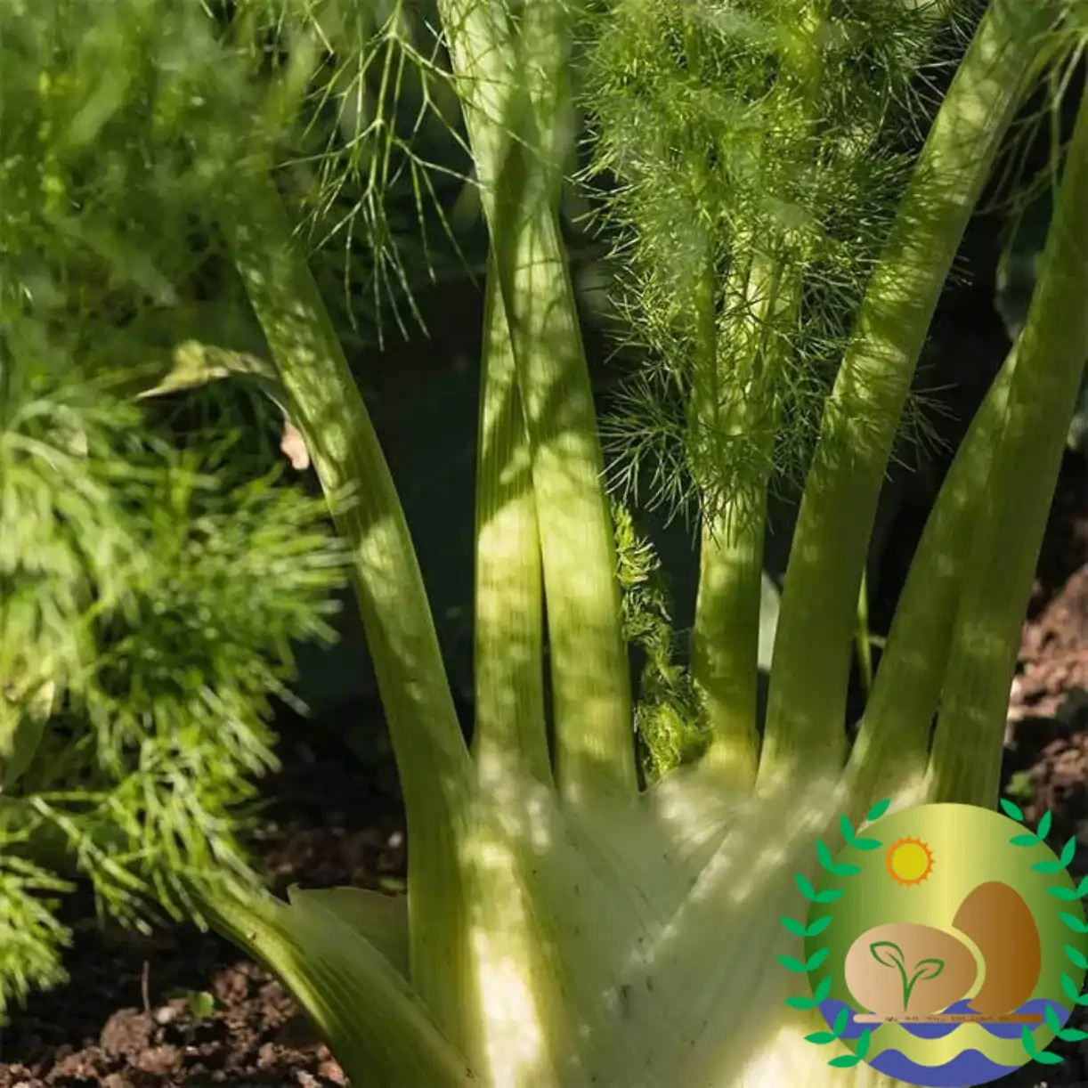 Florence Fennel Seeds | NON-GMO | Heirloom | FREE SHIPPING