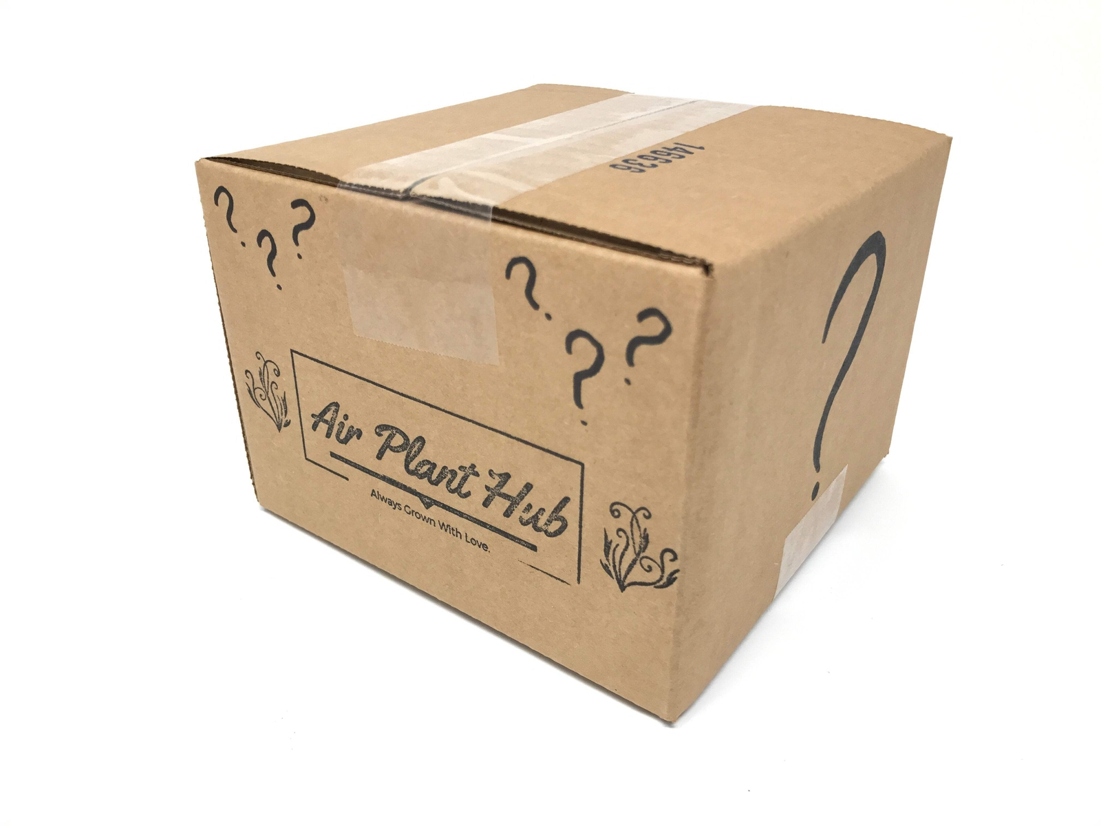 Air Plant Premium Grab Bag (Our Best Seller!)