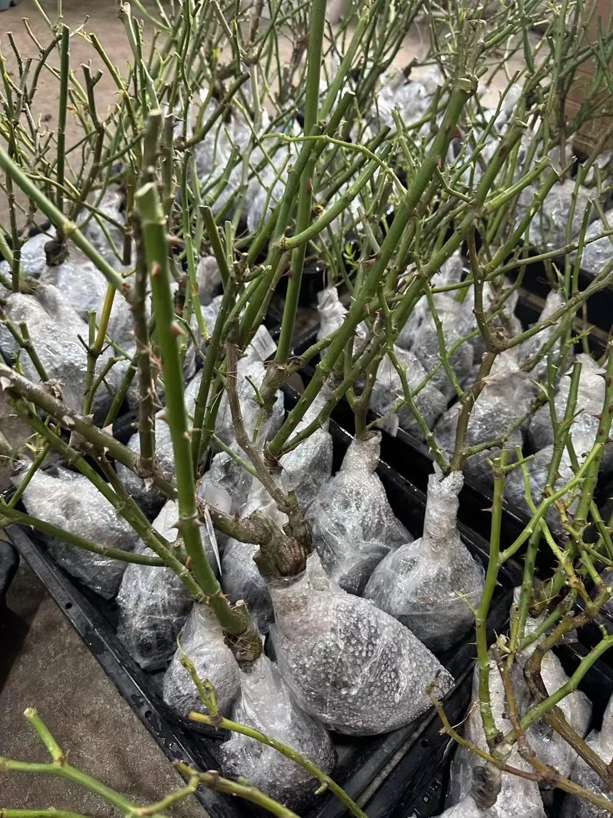 Live Bare Root Rose Plant – Premium Garden Variety, Fragrant Blooms New