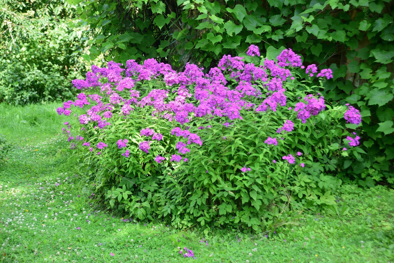 10 Tall PURPLE PHLOX Paniculata Garden Summer Native Hummingbird Flower Seeds