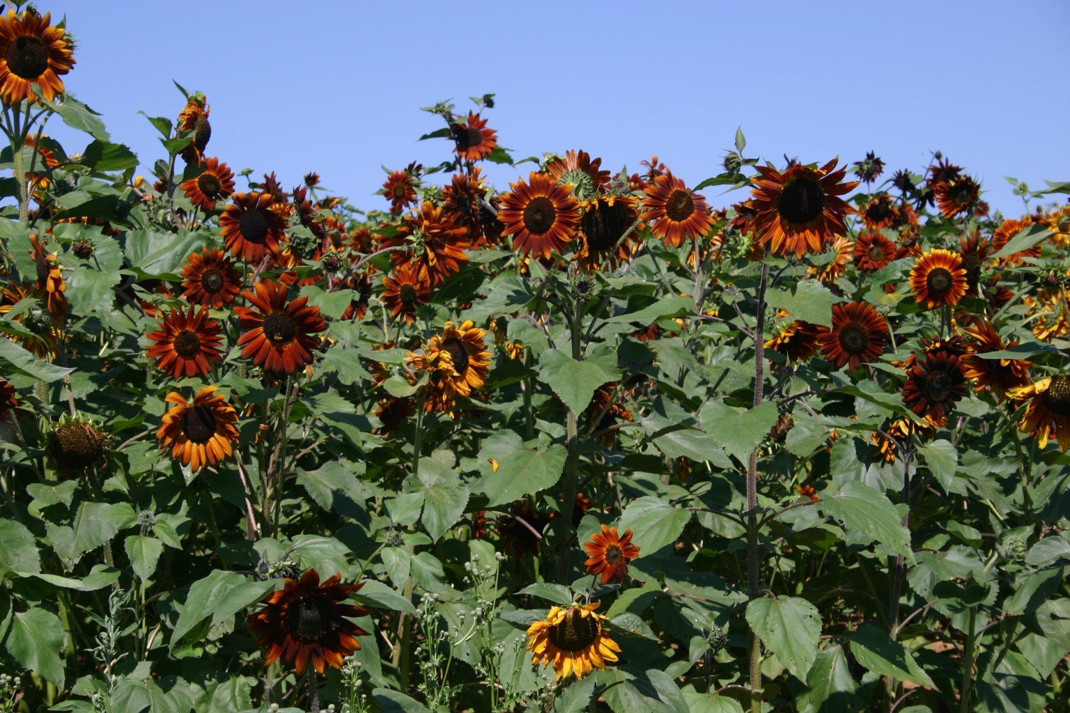Velvet Queen Sunflower Seeds Helianthus annuus Free Shipping!
