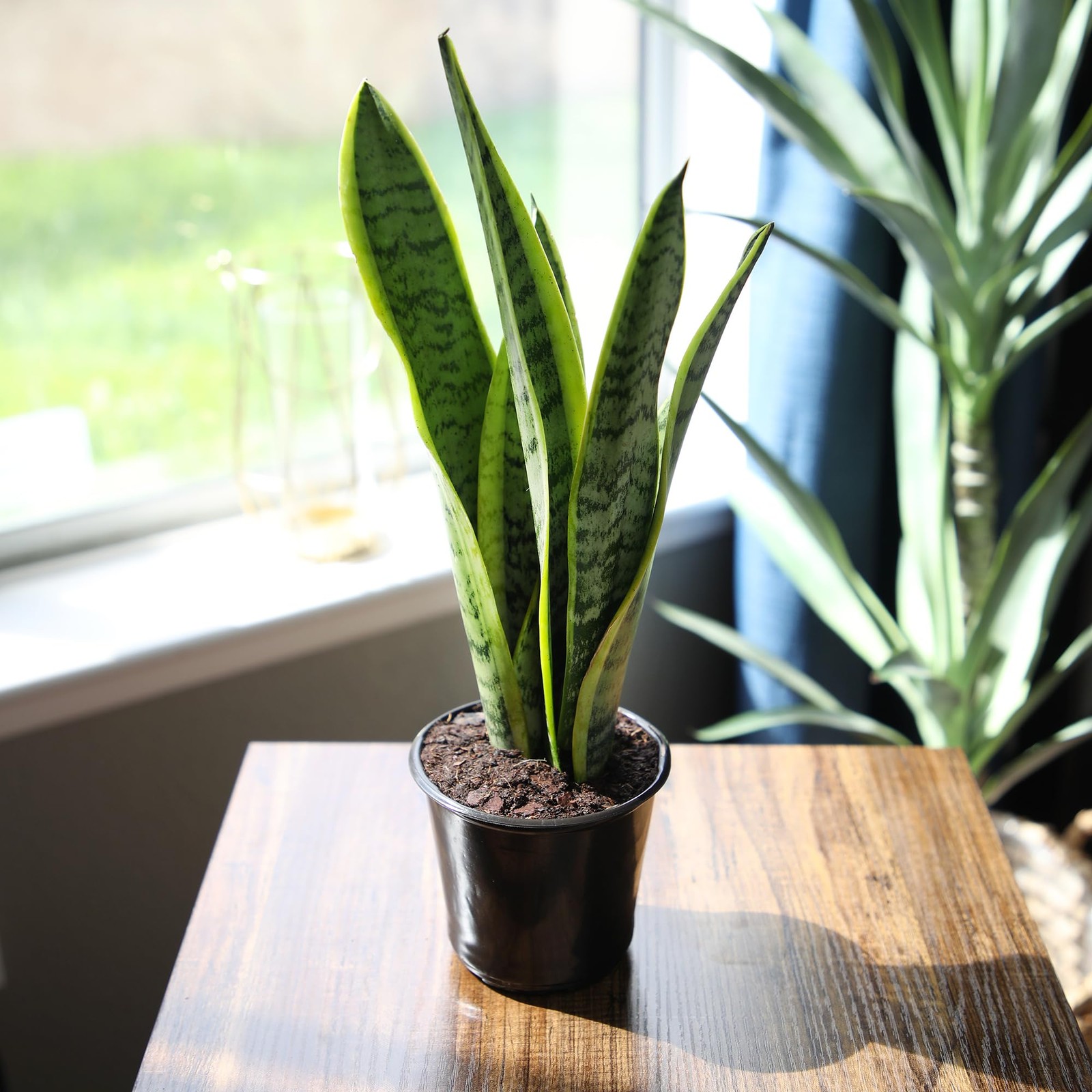 Live Snake Plant Fully Rooted MotherinLaw’s Tongue Potted Indoor Plant