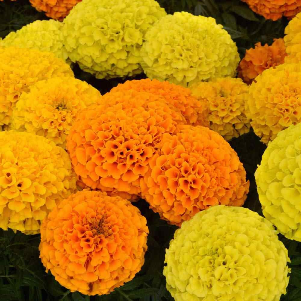 50 Seeds Tagetes Erecta African Marigold Taishan Flower Seed Mix