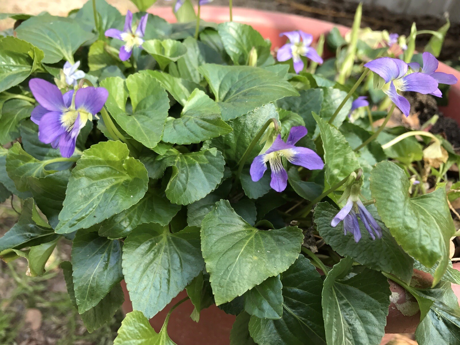 100 Purple Wild Violets Start Plants Flower Bulbs Perennial Bare Root Easy Grow