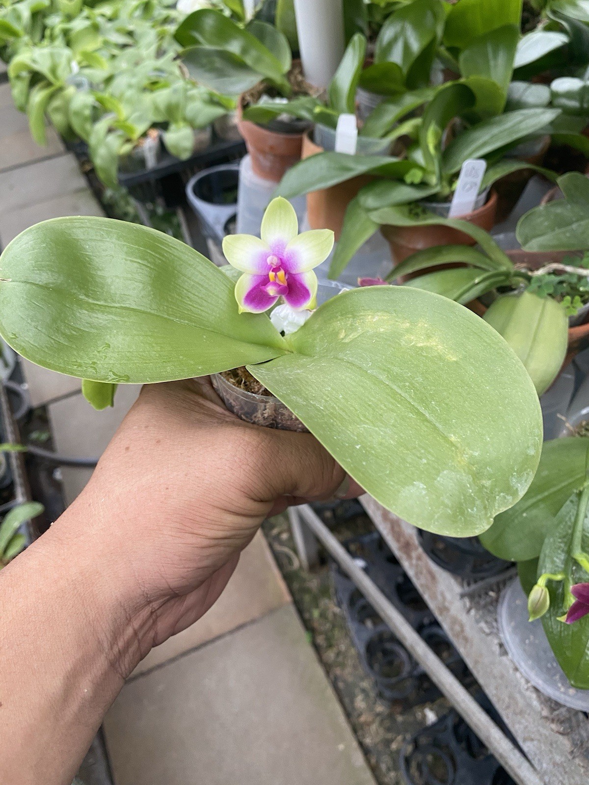 Original Phal Phalaenopsis species bellina-FRAGRANT