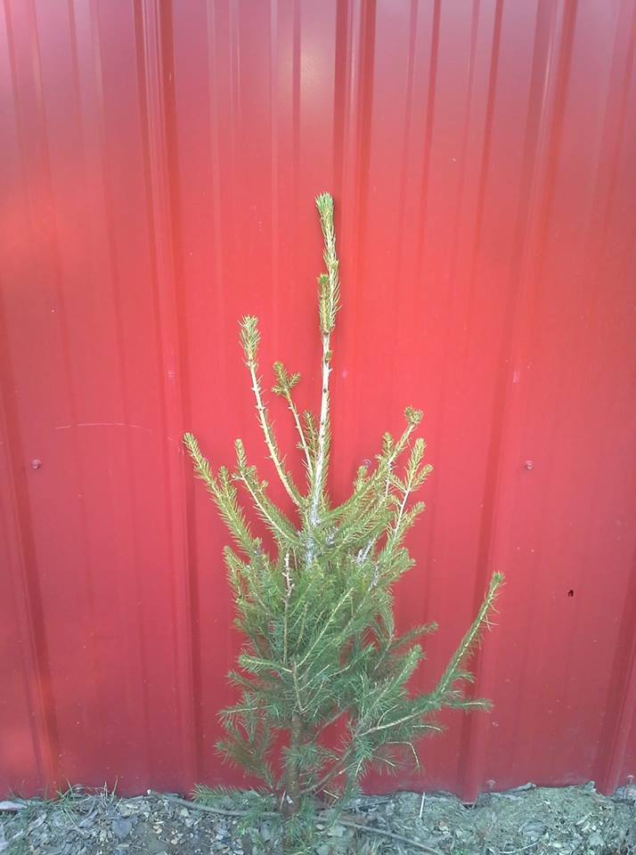 NORWAY SPRUCE TREES 24″-32″ Fresh dug 6 year Transplant Wind Privacy Fast growth