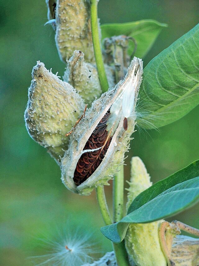Asclepias syriaca | Common Milkweed | 100 Seeds