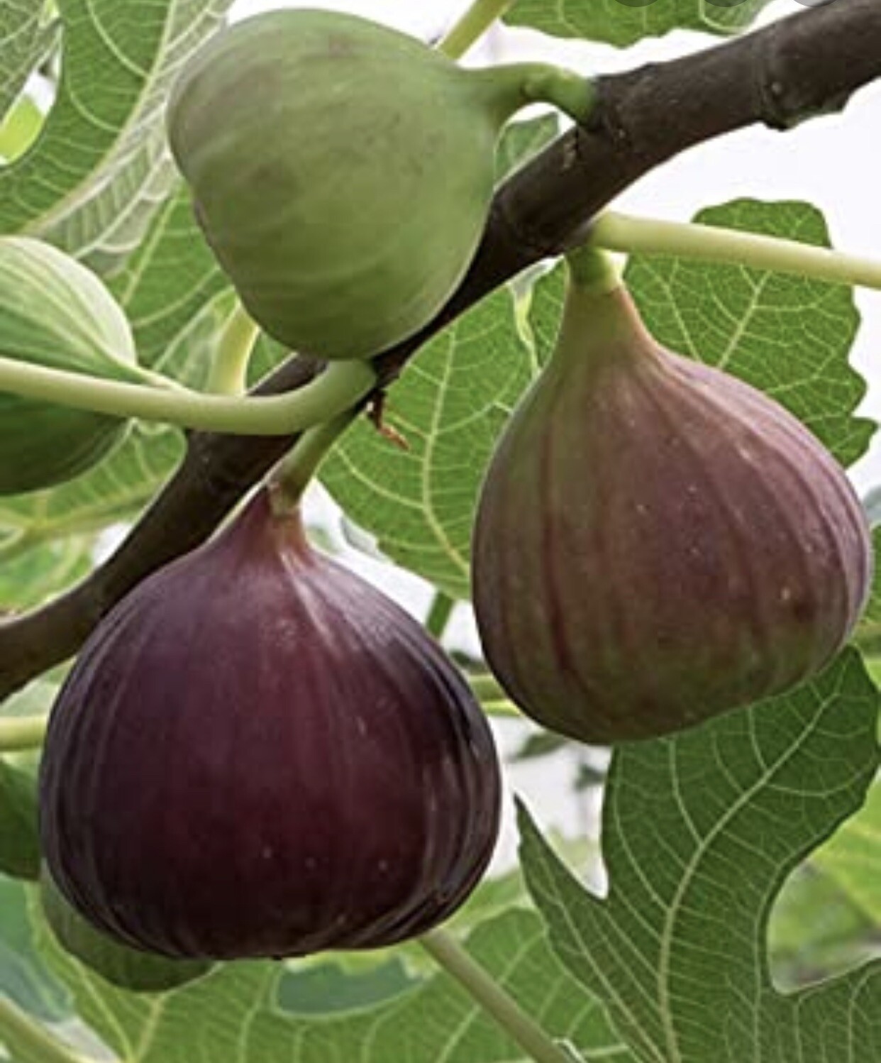 Brown Turkey Fig Tree – Air Layered, 1-2 Ft Tall, In 5 Gallon Pot