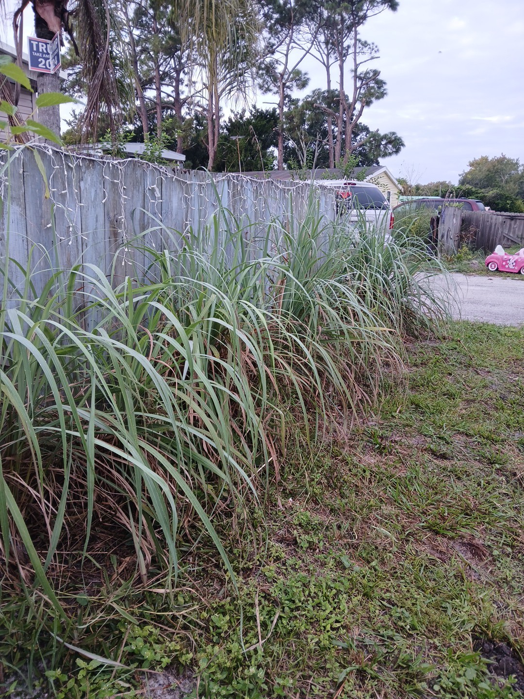 5 Live Lemon Grass Stalks Rooted Plants Eatable For Tea Aroma in House Evergreen