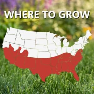 Jonathan Green 10354 Blue Panther Bermudagrass – Lawn 4 Lb