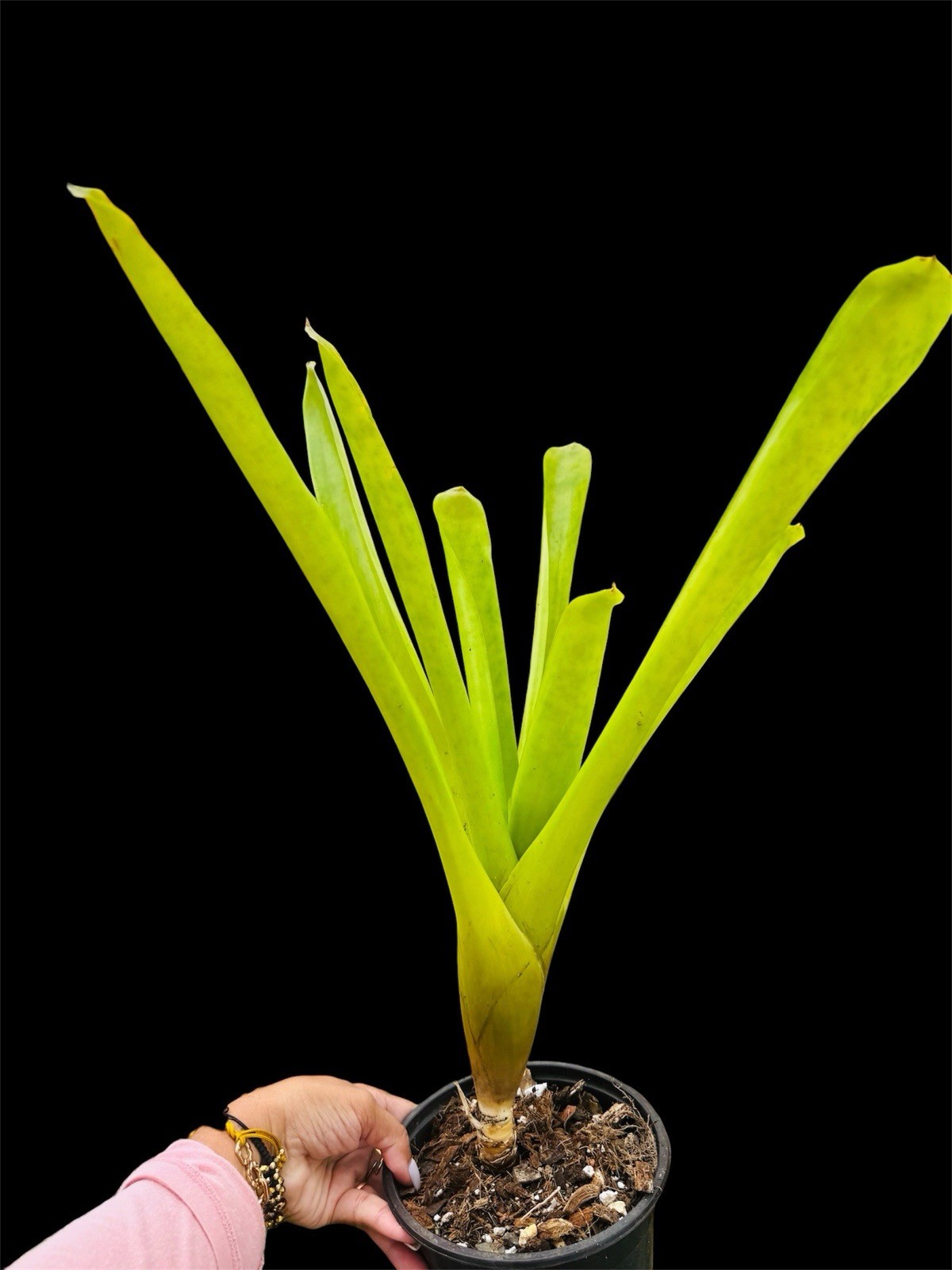 Neoregelia mcwilliamsii Large Green Species With Red Center Potential 18” Tall