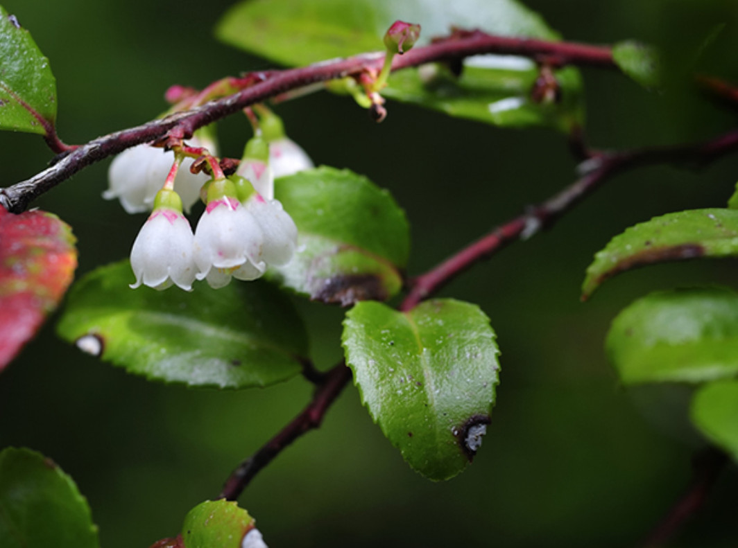 Evergreen Huckleberry Tree – Tasty Berries & Flowers – Live Plant in 1-Gal Pot