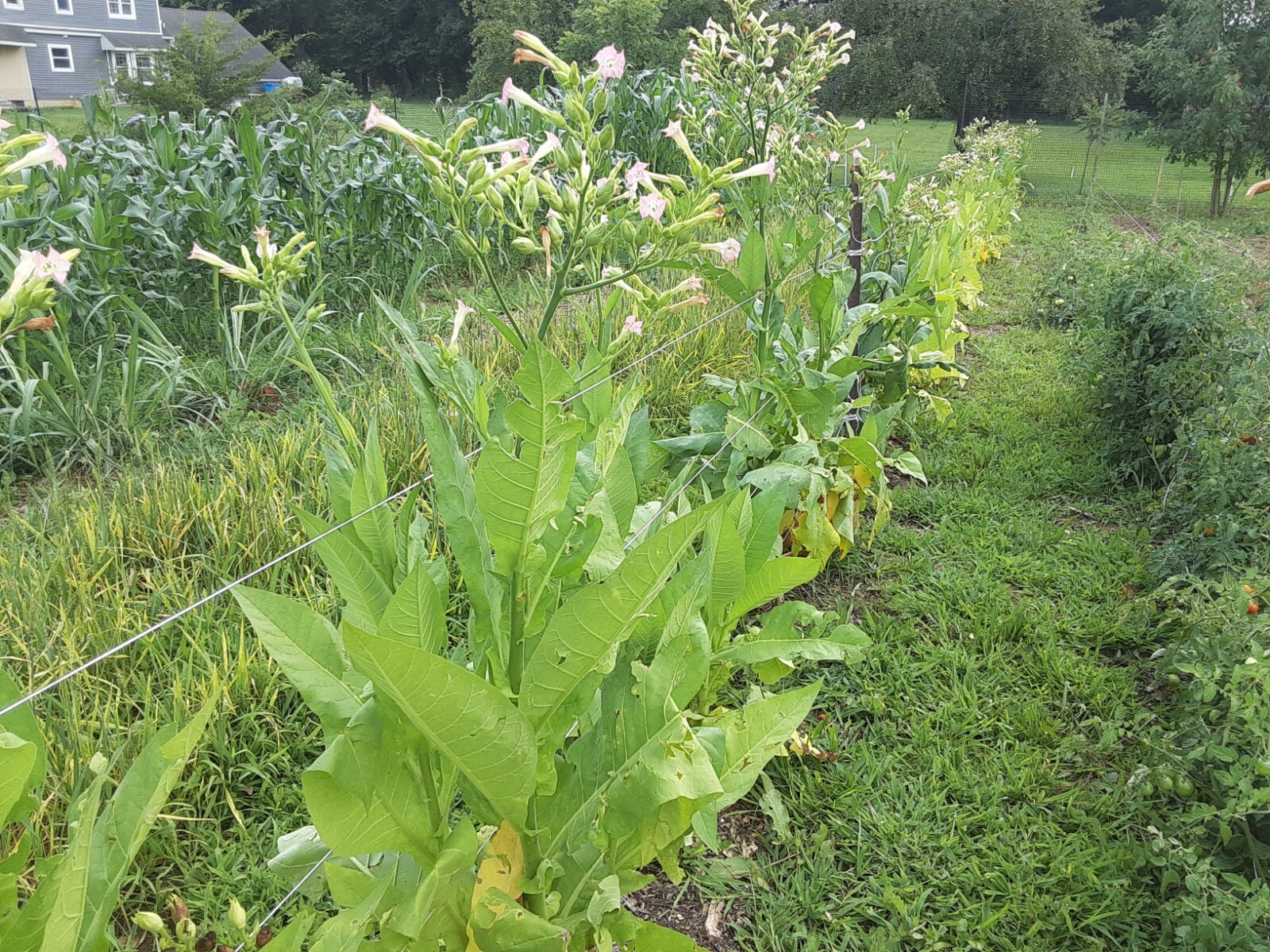 1000 “Great Lakes Gold” Tobacco Seeds FROM MICHIGAN! Organic, Heirloom, non-GMO