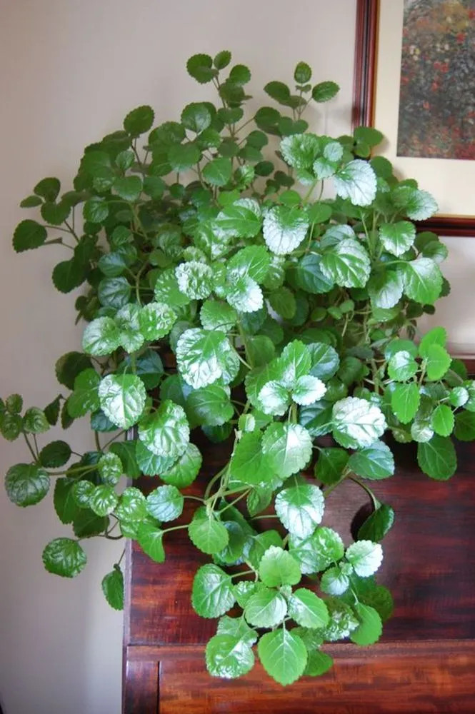 Green Swedish Ivy Live Plants -Size 3-8 Inches – Green Swedish Ivy Houseplant