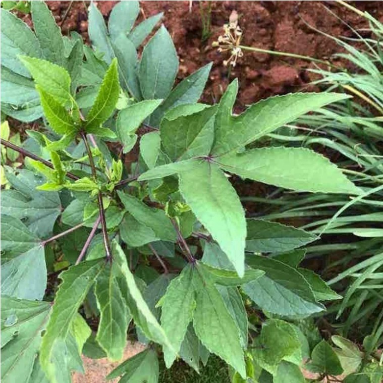 New 2026 Roselle/Gongura/Hibiscus sabdariffa – 40Seeds per packet -Free shipping