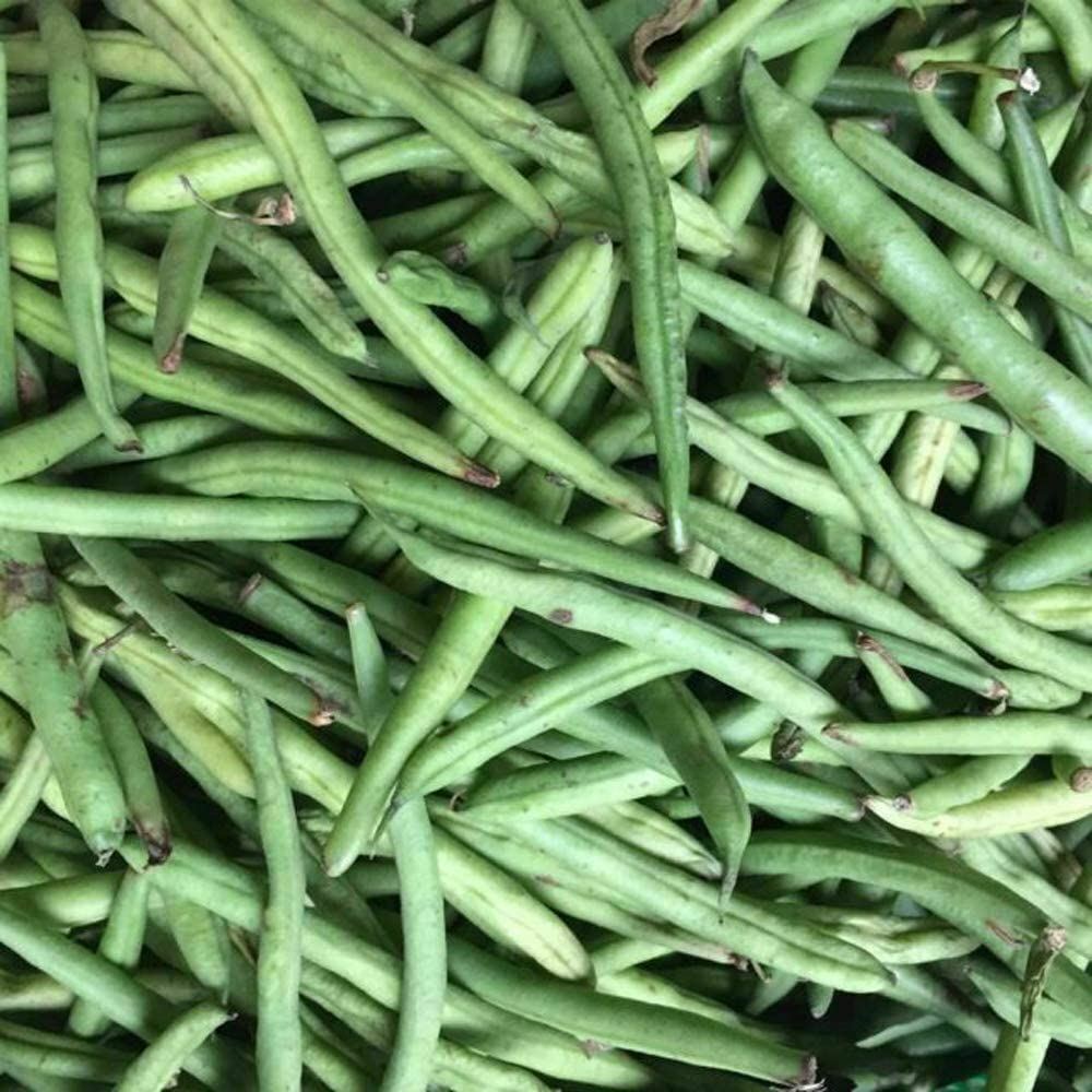 Bean Commodore Bush Bean Seeds, ,”COOL BEANS N SPROUTS” Brand. Home Gardening.