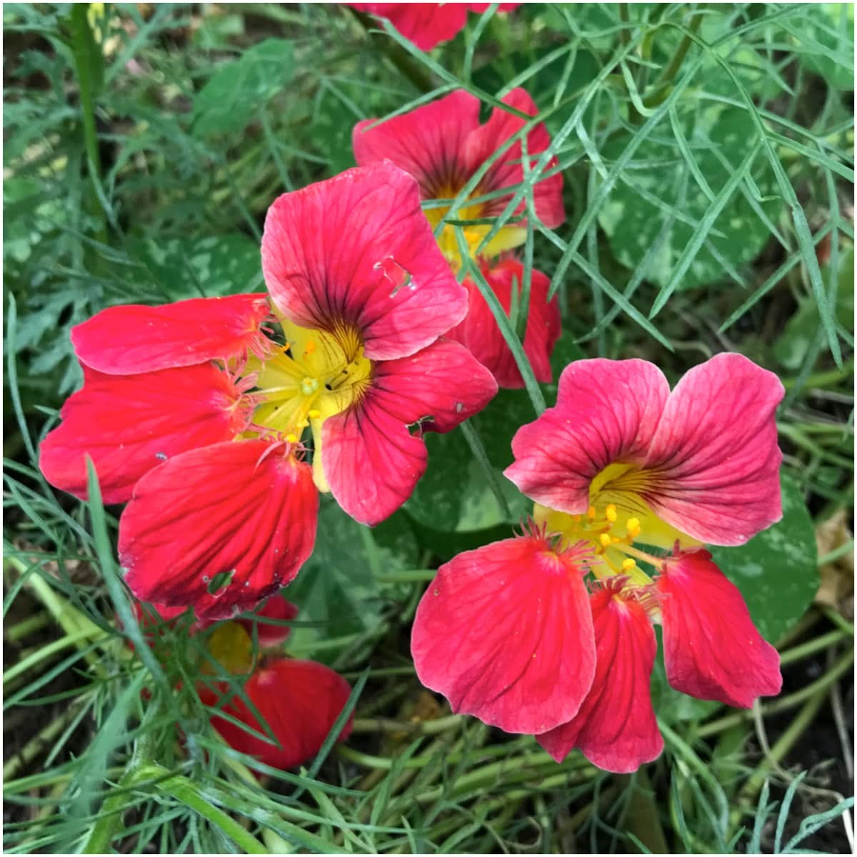 Cherry Rose Nasturtium Seeds For Planting (Tropaeolum minus)