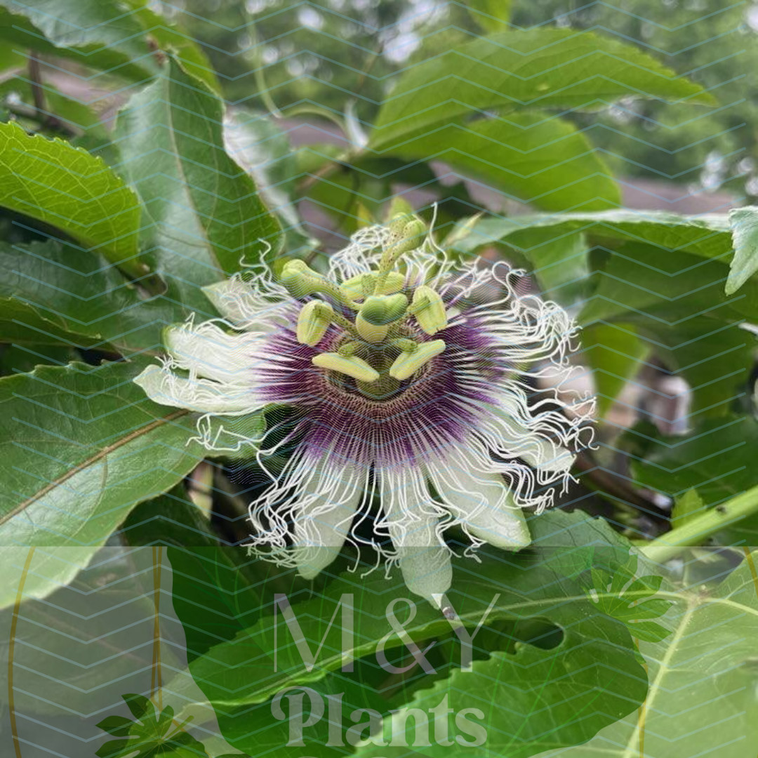 3-Passiflora edulis Possum Purple Passion Fruit – 3 Live Starter Plants