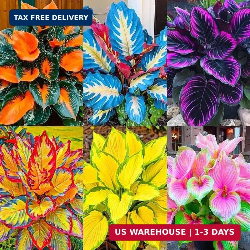 185+ Mixed Color Hosta Seeds for Planting Outdoors- Shade/Cold Tolerant Perennia