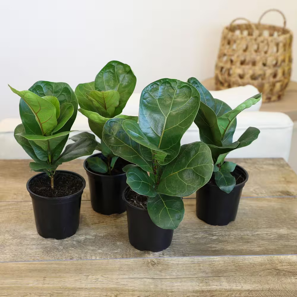 4.25 In. FICUS LYRATA – Fiddle Leaf Fig Houseplants (4-Pack)