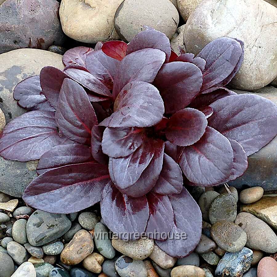 Bergenia, Early Brilliance Magenta, Pigsqueak, Container Size: 4.5″
