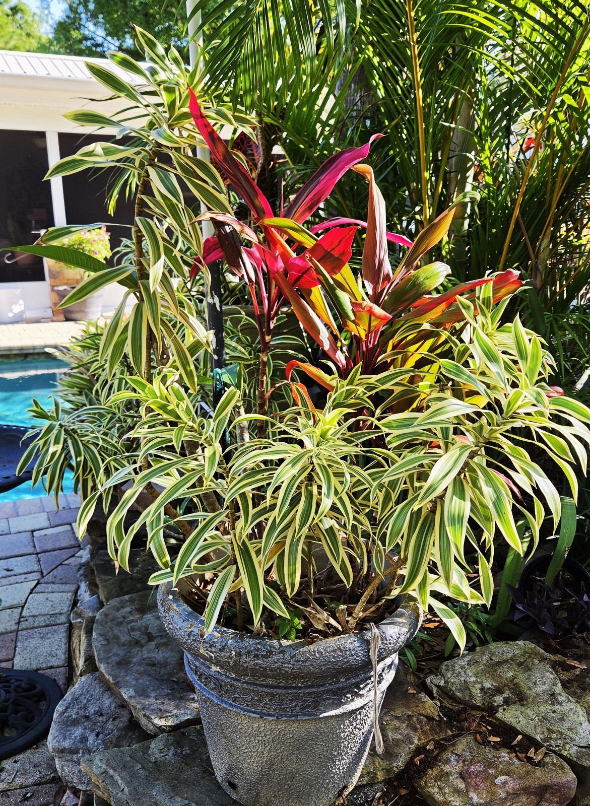 Dracaena **12 inch.***SONG OF INDIA*****FLORIDA FRESH **ROOTED PLANT**