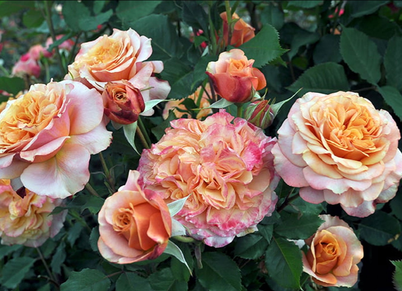 Crazy Love Rose 1.5 Gal Pot, Non-Stop Fragrant Orange Apricot Flowers, Own Root