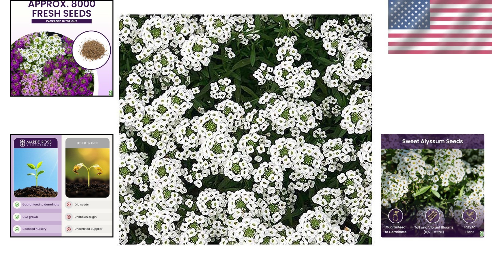 8000 Non GMO Sweet Alyssum Seeds Carpet of Snow For Spring to Summer Blooms