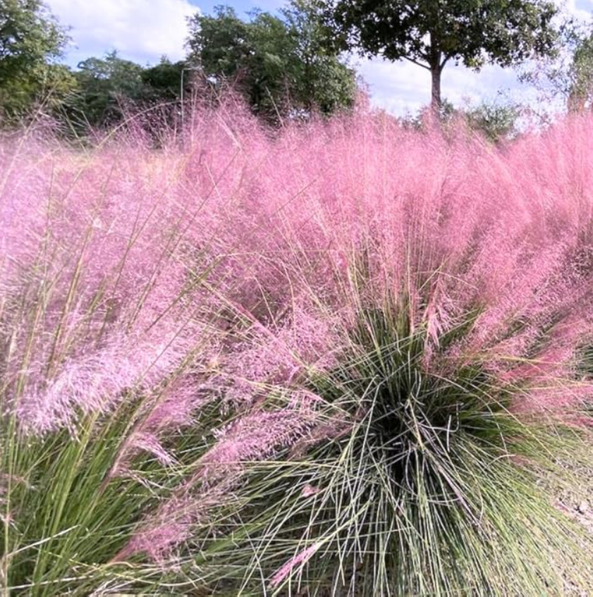 Live Muhly Grass Plant – Pink Ornamental Grass – 5–8″ Tall – Ship No Pot