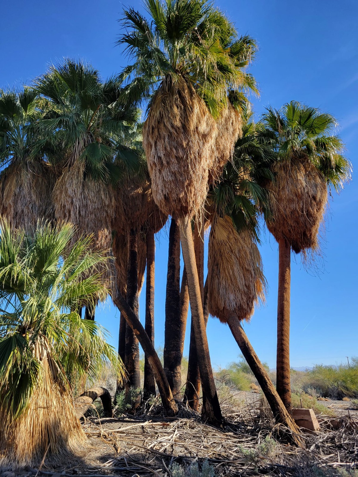 Washingtonia filifera Seeds! Cold-Hardy! California Fan Palm