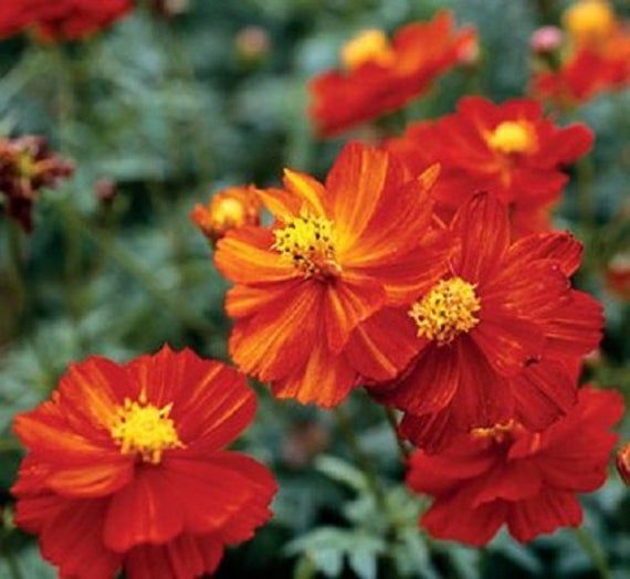 Cosmos Dwarf Red Sulphur Seeds 100 Ct Flower Cosmos SULPHUREUS USA ANNUAL Bees