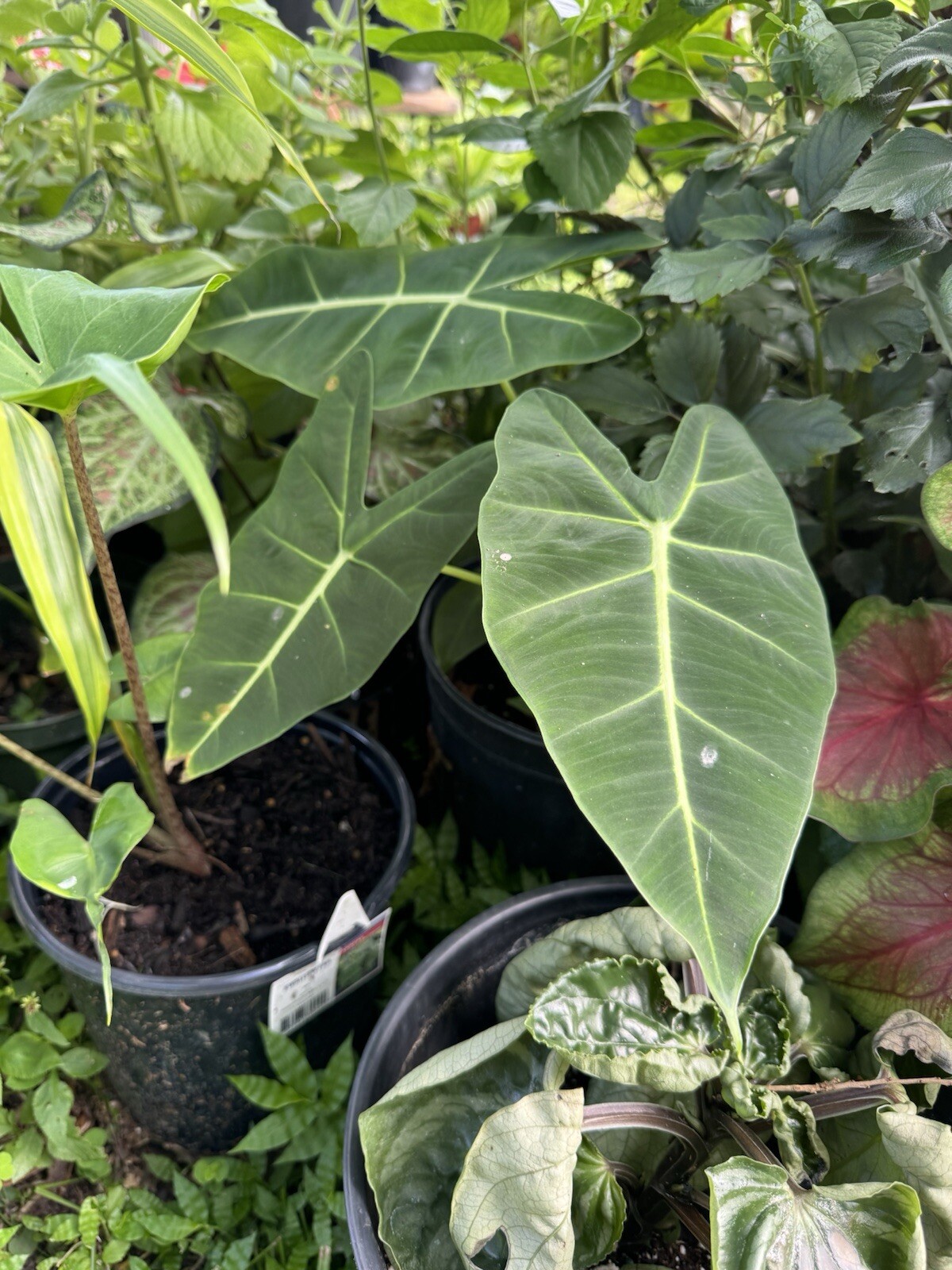 Green Velvet Alocasia