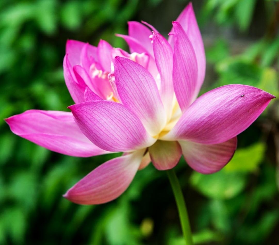 30 PCS Bowl Lotus Seeds Bonsai for Planting Water Lily mix color