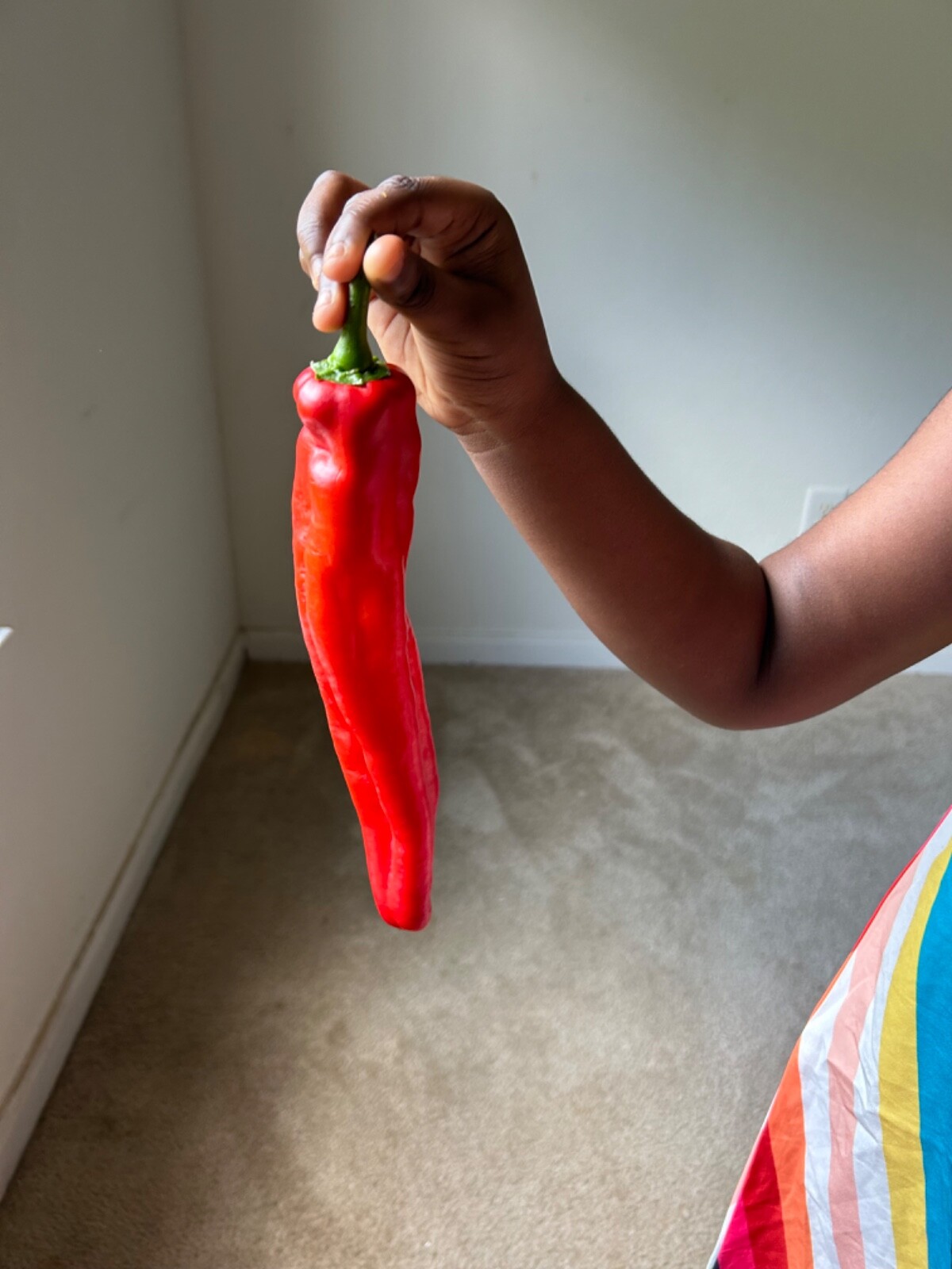 40+ Rare Red Authentic Penis Peter Pepper Seeds. Hot Heirloom Non Gmo