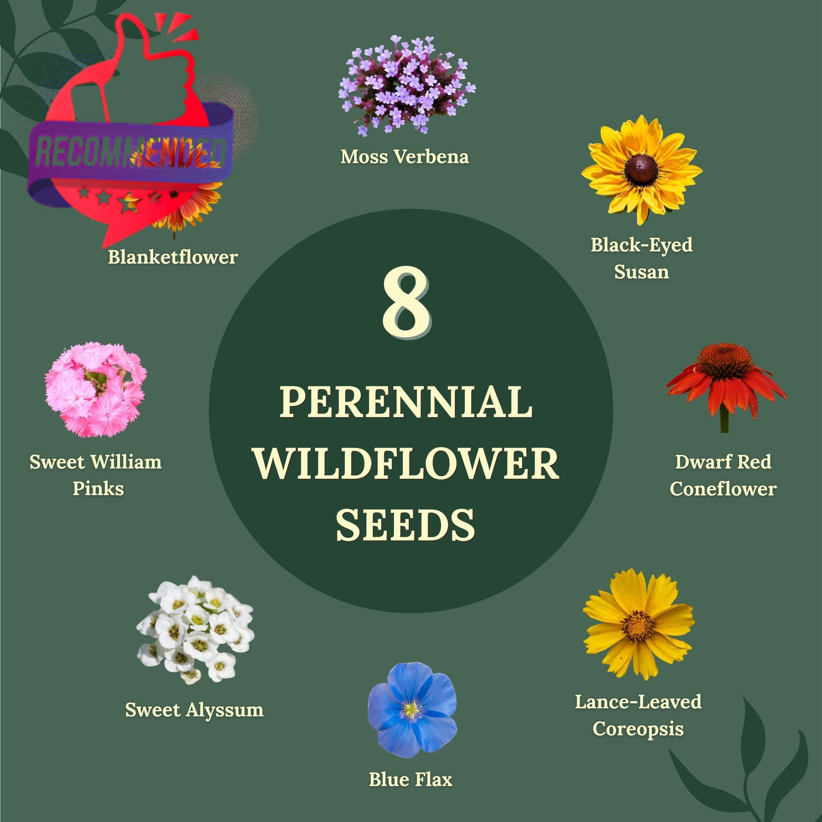 Wildflower Seeds for Bees & Butterflies – 22 Variety Pollinator Mix Multicolor